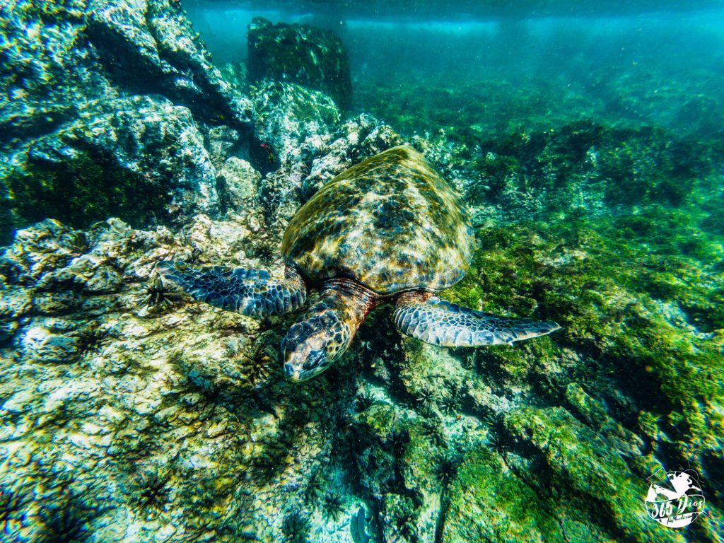 Top Galápagos