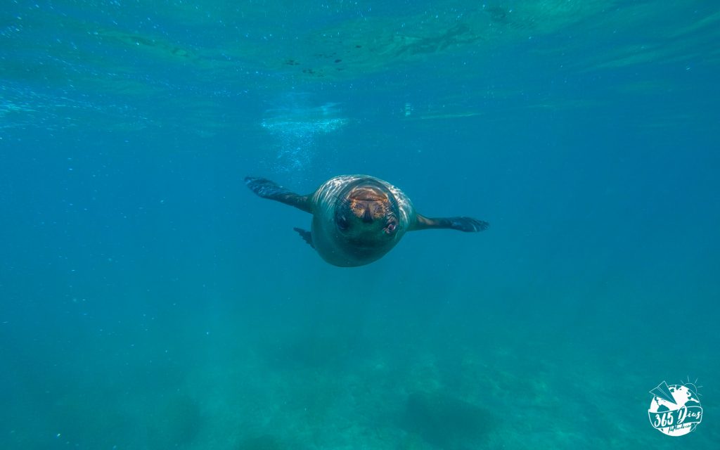 365_dias _no _mundo_galapagos_santa_fe