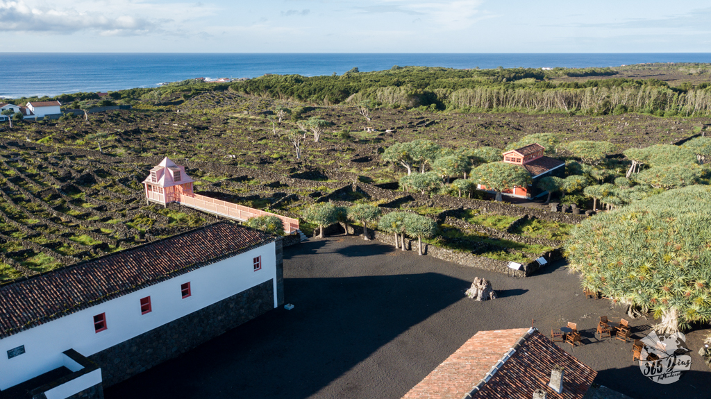 Museu do Vinho Pico