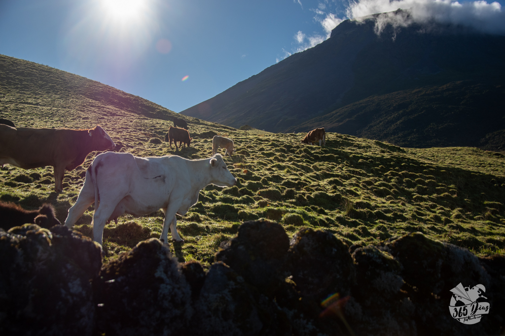 Pico açores vacas a pastar
